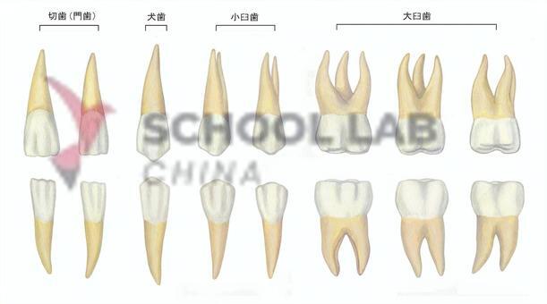 Human Teeth: Display Model - 16 Teeth